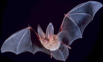 Bat with Wings Spread Wide.jpg